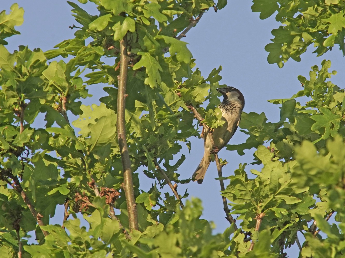 Foto van de maand – uitslag mei, verkiezing juni