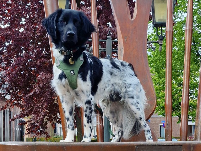 Knuffelkont zoekt oppasadres